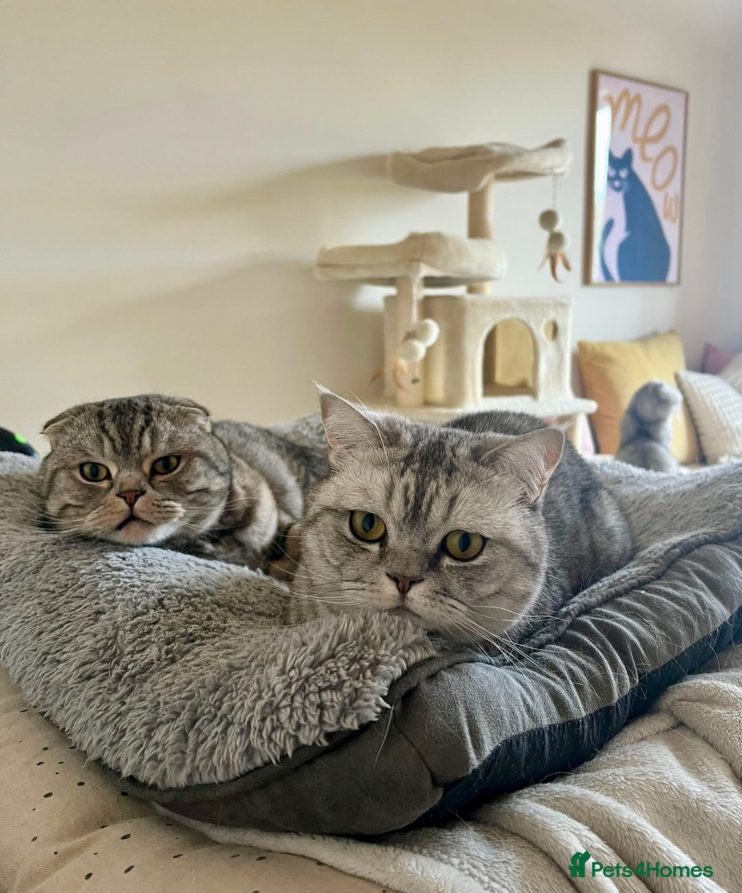 Scottish Fold cats for sale: Loving home wanted for 2 Scottish Fold boys - Image 9