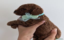 Cavapoo dogs for sale: Beautiful F1b male and female Cavapoo available  - Image 4