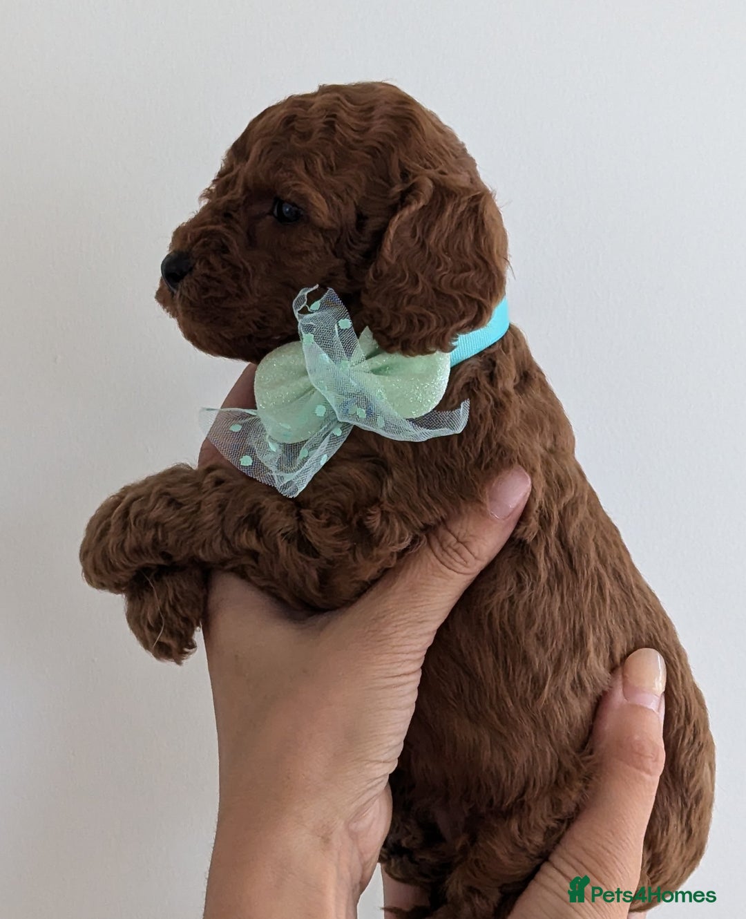 Cavapoo dogs for sale: Beautiful F1b male and female Cavapoo available  - Image 4