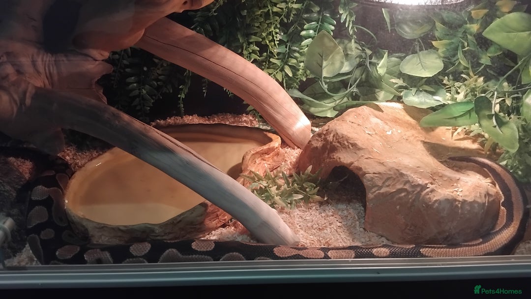 Python Snake reptiles for sale: Female Royal Python with 4ft VIvarium - Image 5