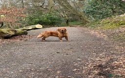 Golden Retriever dogs for stud: Fox red retriever for stud - IKC registered  - Image 10