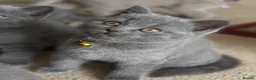 British Shorthair cats for sale: GCCF British Shorthair kittens - Blue and lilac! - Advert 2