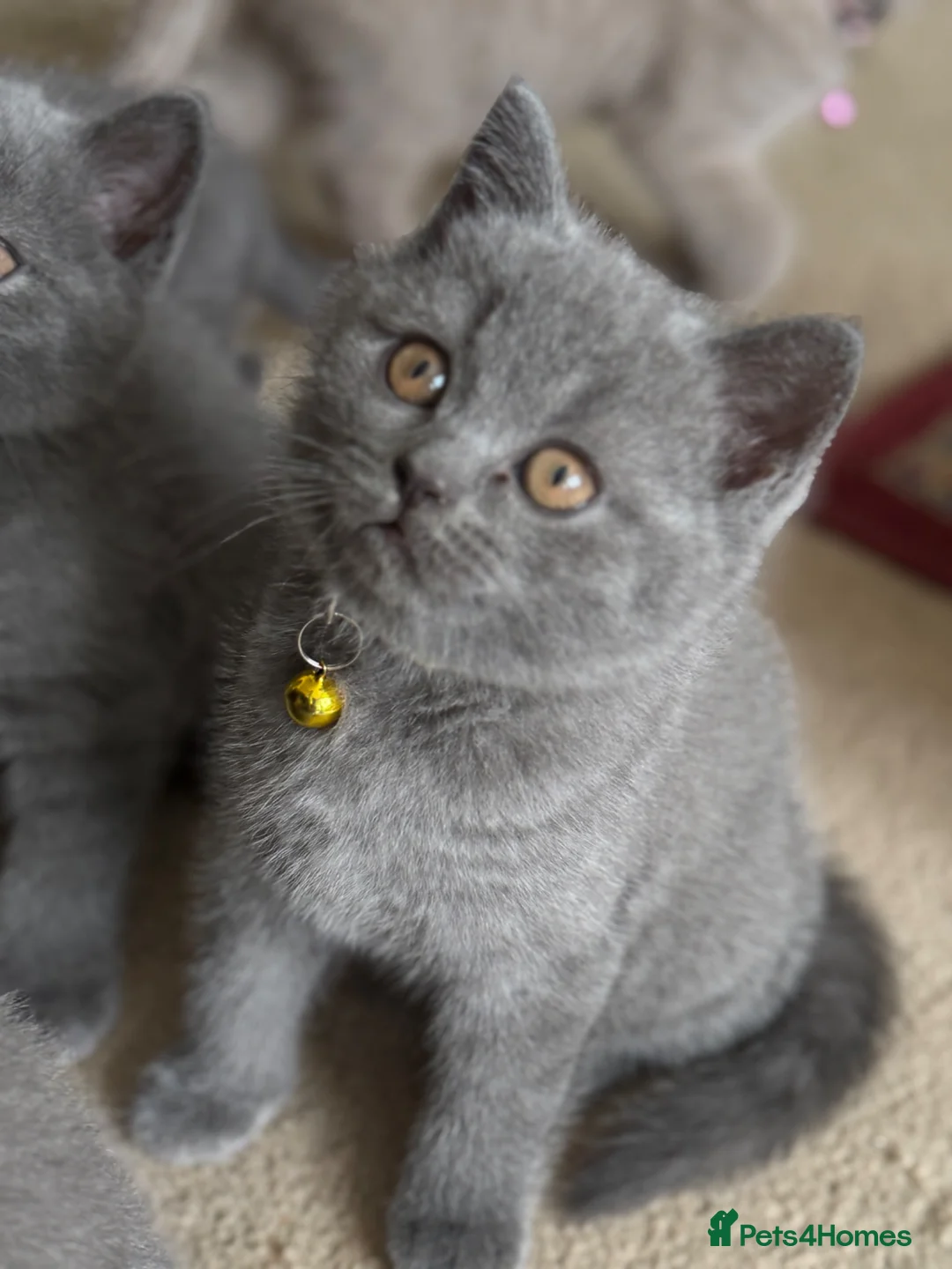 British Shorthair cats for sale: GCCF British Shorthair kittens - Blue and lilac! - Advert 2