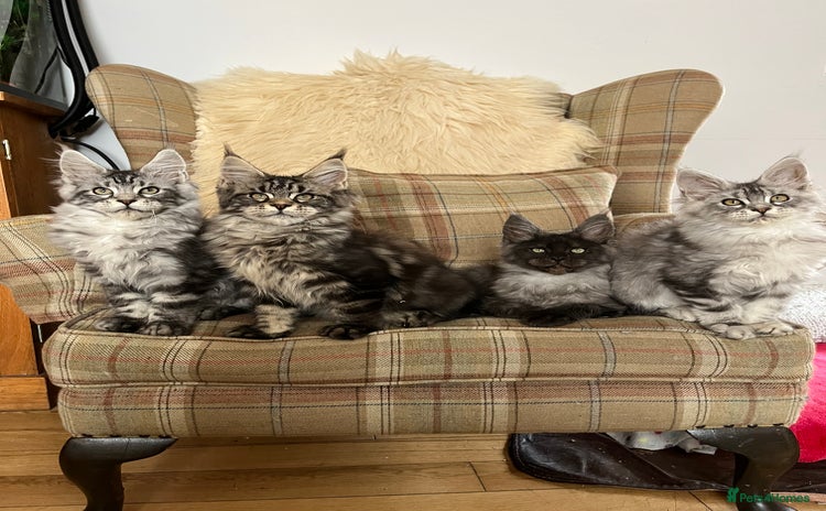 Maine Coon cats - Advert 14