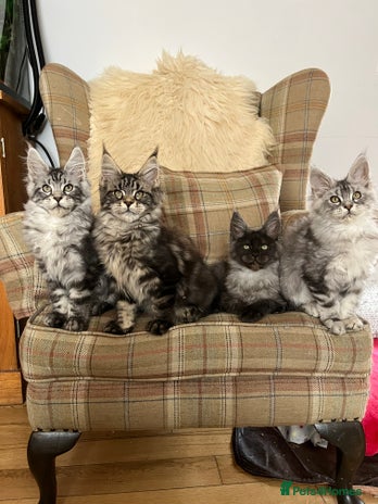 Maine Coon cats - Advert 11