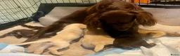 Mixed Breed dogs for sale: Beautiful Cocker GoldMaraner puppies  - Advert 9