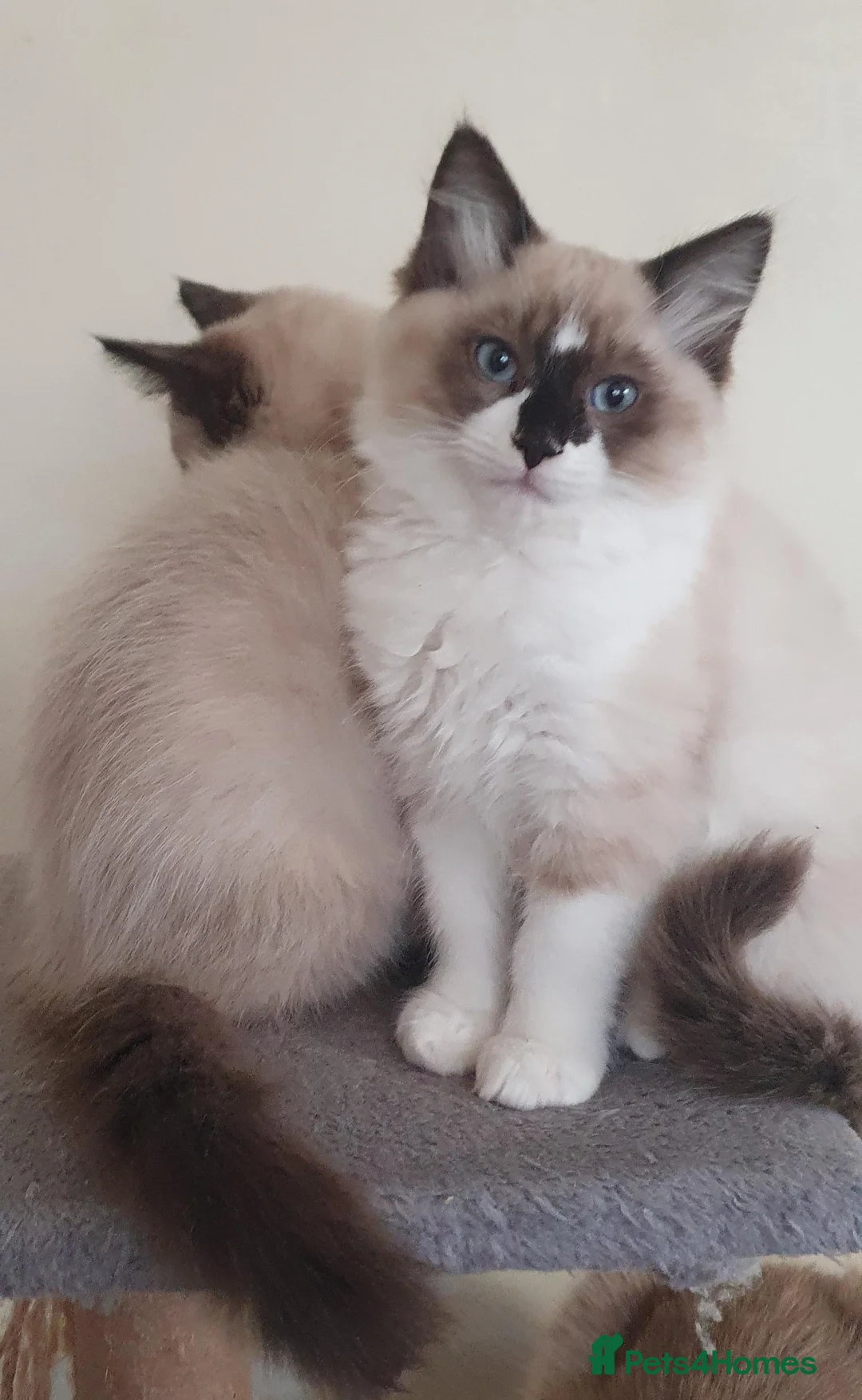 Ragdoll cats for sale: Two Ragdoll kittens Colourpoint and Bicolour - Advert 3
