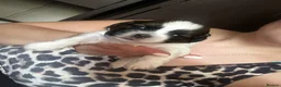 Shih Tzu dogs for sale: Beautiful shih tzu puppies 🥹🐾 - Advert 7