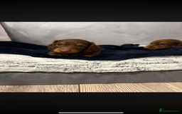 Miniature Dachshund dogs for sale: Beautiful long haired chocolate dachshunds  - Image 4