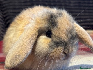 Mini Lop rabbits - Advert 33