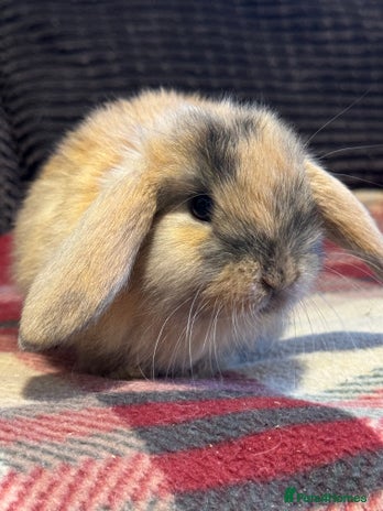 Mini Lop rabbits - Advert 1