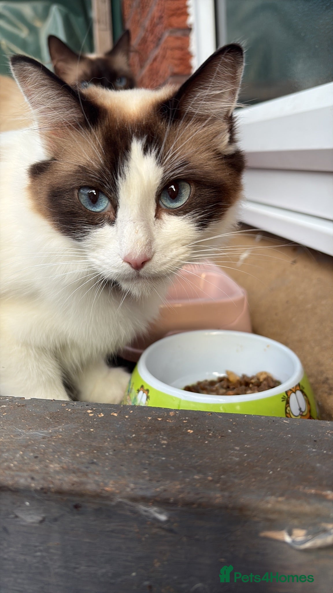 Ragdoll cats Mixed litter Ragdoll kittens  - Advert 4
