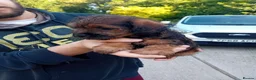 Mixed Breed dogs for sale: Borderpoo puppies in Woodbridge - Advert 9
