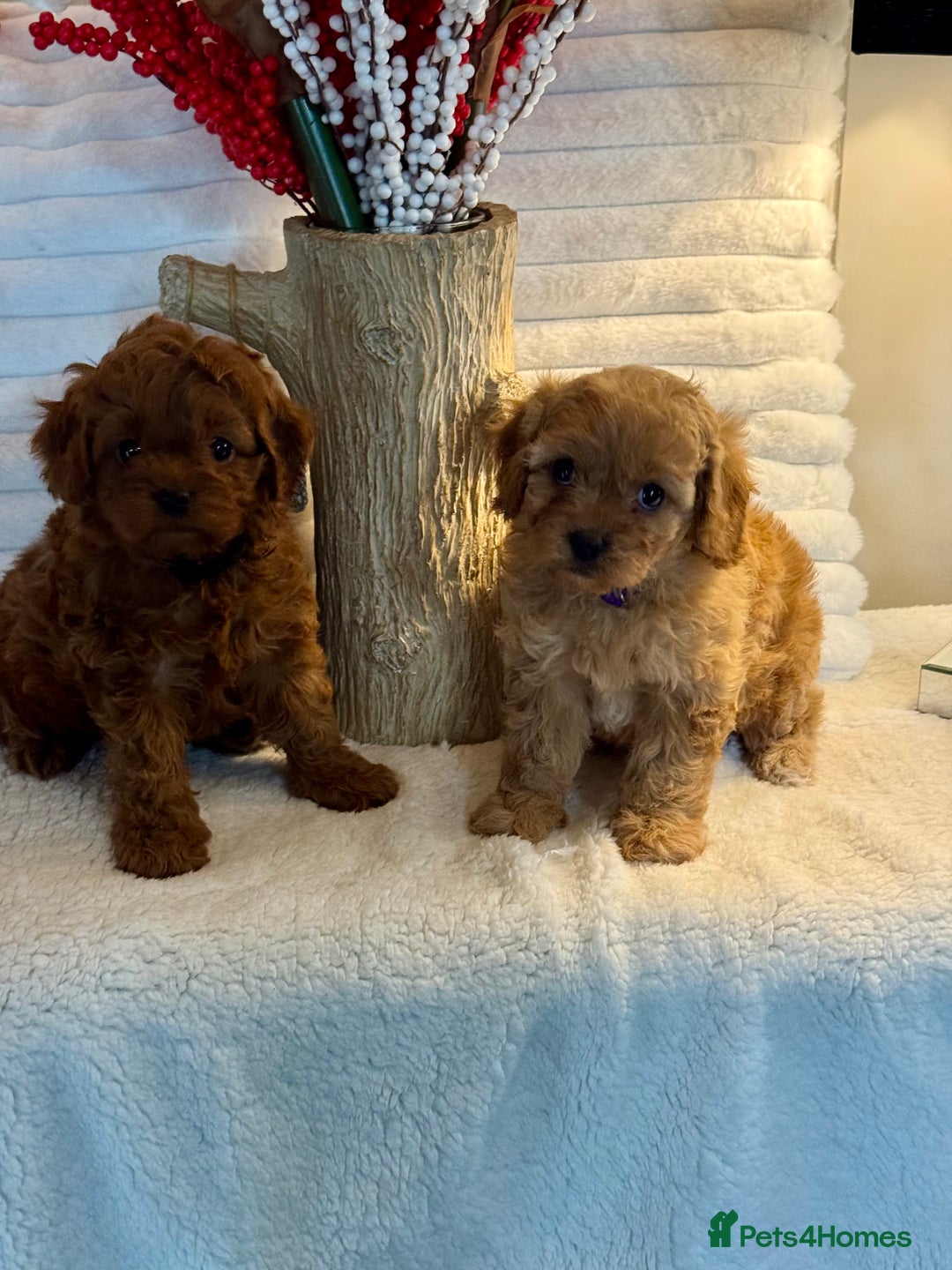 Cavapoo dogs for sale: 7 gorgeous Cavapoo puppies dna clear - Advert 3