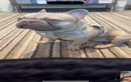 French Bulldog dogs for sale: Male frenchie 3 years old!  - Image 3