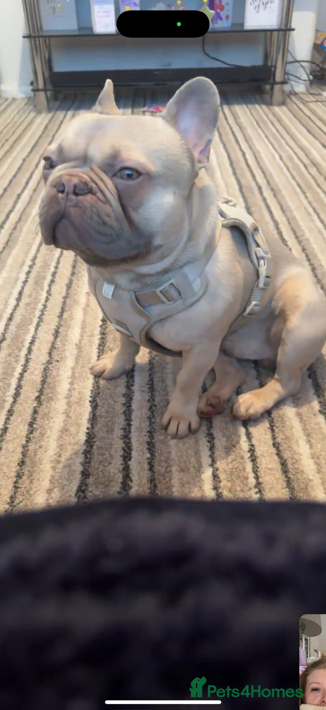 French Bulldog dogs for sale: Male frenchie 3 years old!  - Image 3