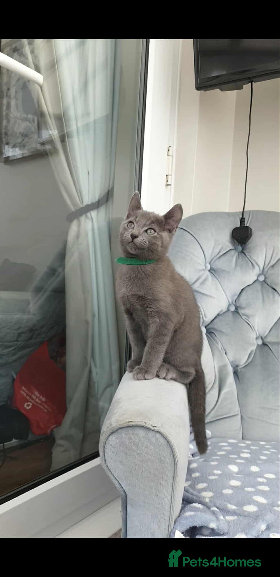 Russian Blue cats for sale: 5 Pure Pedigree Russian Blue Kittens *LAST MALE* - Image 13