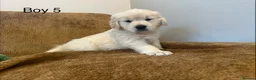 Golden Retriever dogs for sale: KC Registered Golden Retriever Puppies - Advert 6