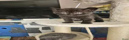 British Shorthair cats for sale: 3 beautiful boys  - Advert 6