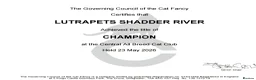 Ragdoll cats for stud: GCCF/TICA ACTIVE REGISTERED Champion winner  - Advert 8