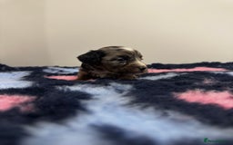 Cavapoo dogs for sale: 7 beautiful cavapoos  - Image 13