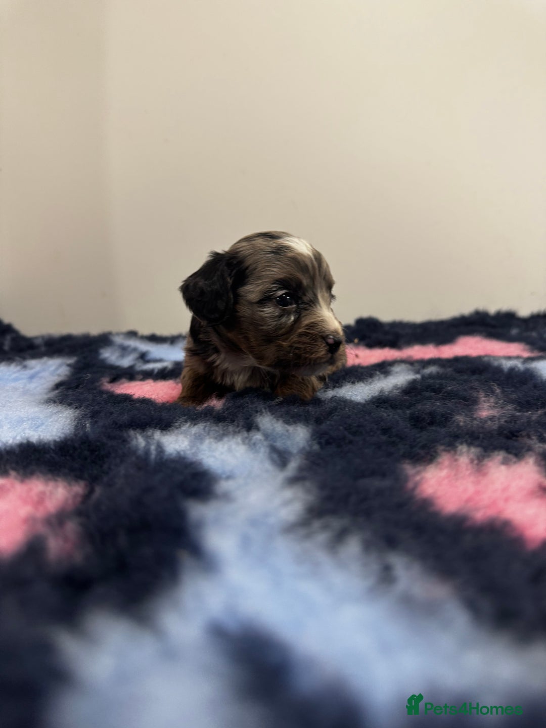 Cavapoo dogs for sale: 7 beautiful cavapoos  - Image 13