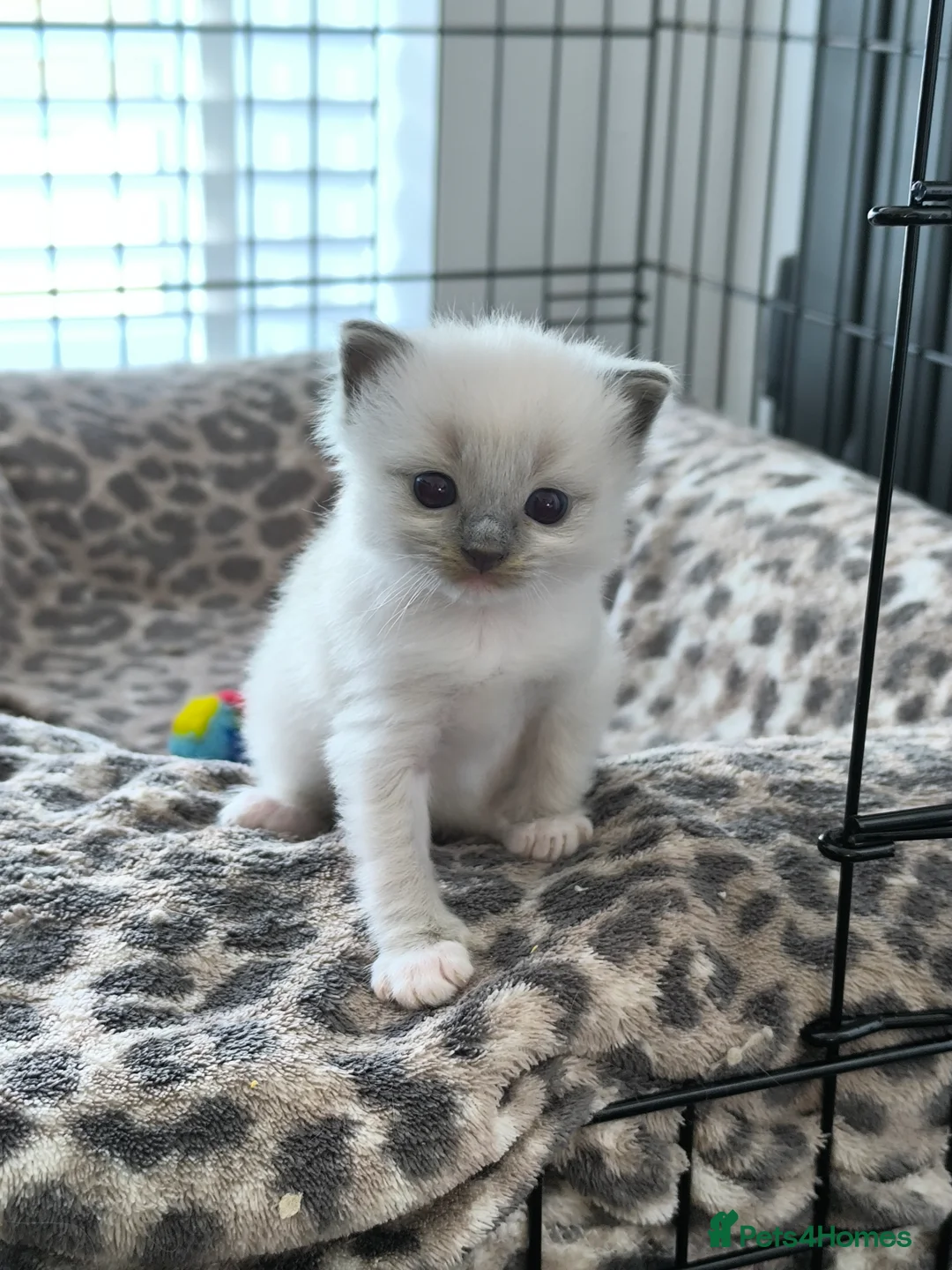 Ragdoll cats for sale: Ragdoll Boy in Herne Bay - Advert 2