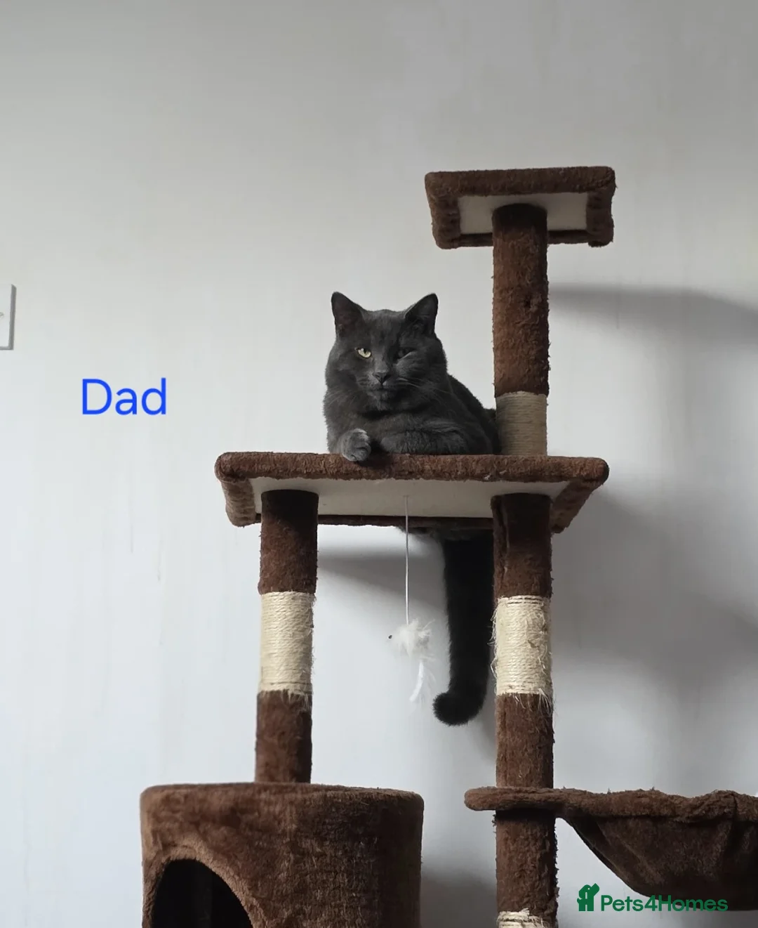 British Shorthair cats for sale: British short hair  - Advert 2