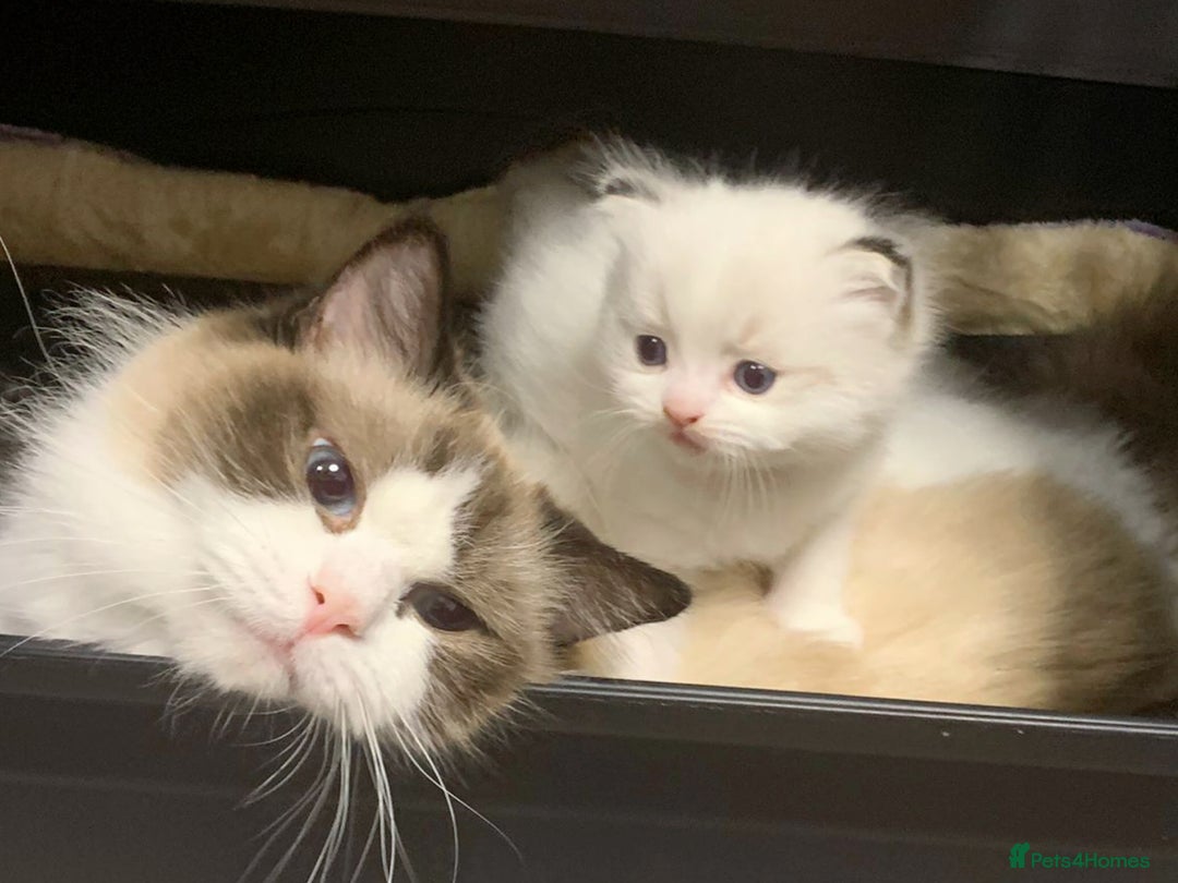 Ragdoll cats for sale: DNA Tested Ragdoll Kitten 1 Male Available  - Advert 10