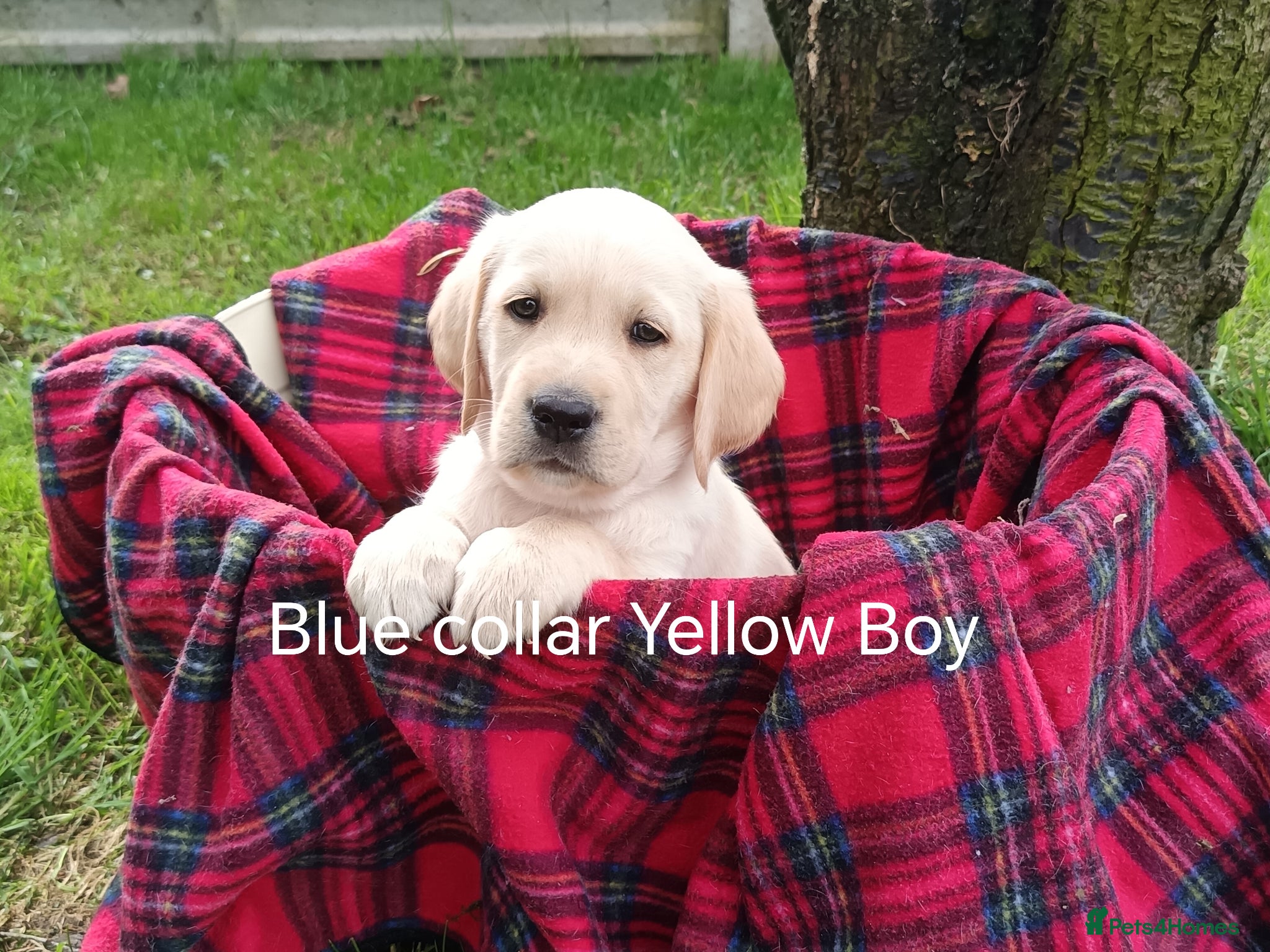 Goldador dogs Goldador Puppies For Sale  - Advert 1