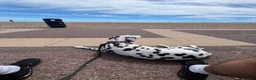 Dalmatian dogs for sale: Female deaf Dalmatian  in Southsea - Advert 5