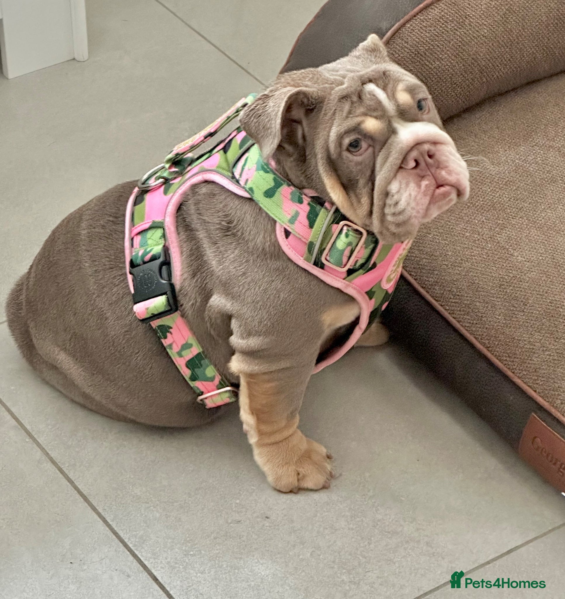 English Bulldog dogs for sale: 14 months old English Bulldog and 7 months old gir - Advert 8
