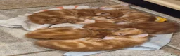 Mixed Breed cats for sale: Stunning ginger kittens - Advert 4