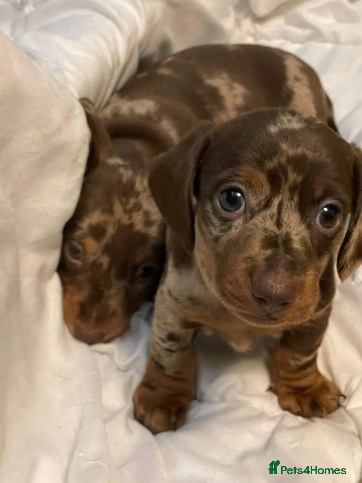 Miniature Dachshund dogs * 2 LEFT* 4 miniature dachshund READY NEXT WEEK  - Advert 1
