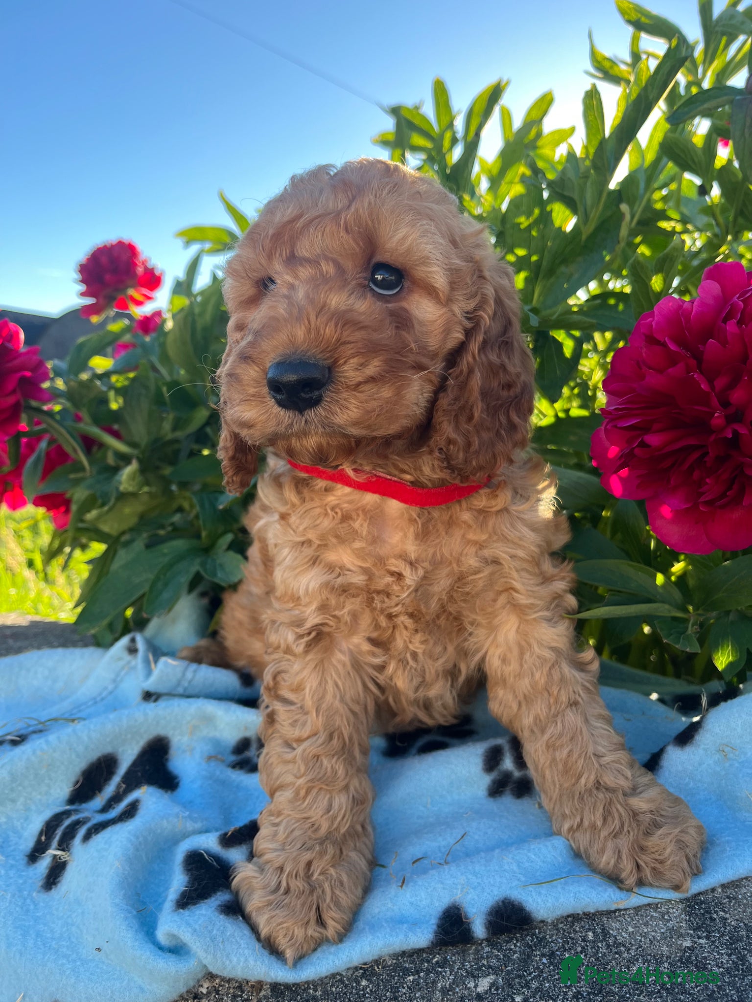 Cockapoo dogs Stunning cockapoo puppies  - Advert 14
