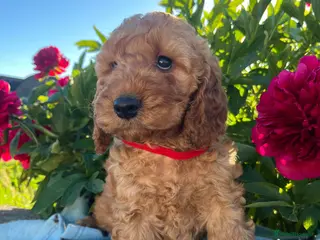 Cockapoo dogs Stunning cockapoo puppies - Advert 14