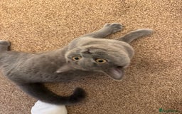 British Shorthair cats for sale: Milo 🤍🩵 - Image 4