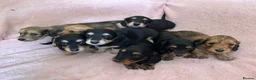Miniature Dachshund dogs for sale: GORGEOUS KC reg PRA CLEAR MINI DACHSHUND PUPPIES in Swansea - Advert 25