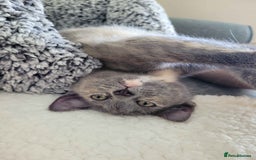 Ragdoll cats for sale: Beautiful Ragdoll ready to leave - Image 3