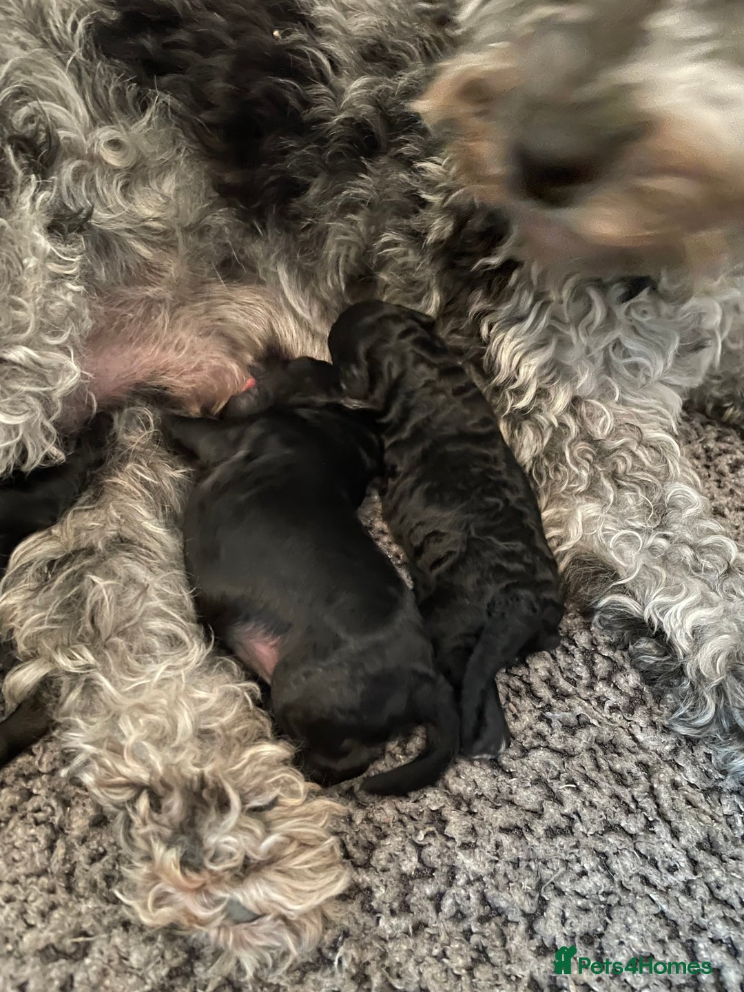 Cavapoo dogs for sale: Gorgeous blue merles & blacks cavapoo puppies  - Image 12