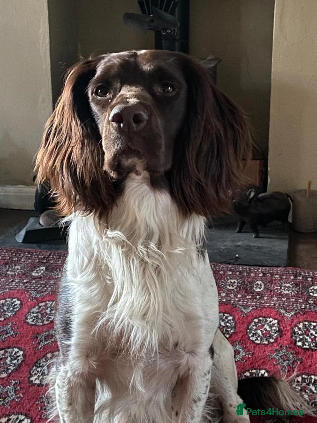 English Springer Spaniel dogs for stud: Working English Springer Spaniel Stud Health Test in Chelmsford - Advert 4