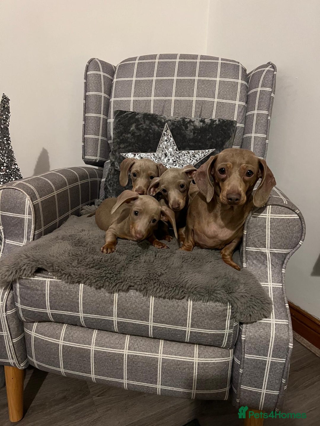 Miniature Dachshund dogs for sale: 💕Beautiful Isabella 💕Miniature Dachshund Puppies - Advert 3