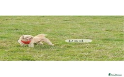Sproodle dogs for sale: 2nd generation 1/4springer 3/4poodle - Image 12