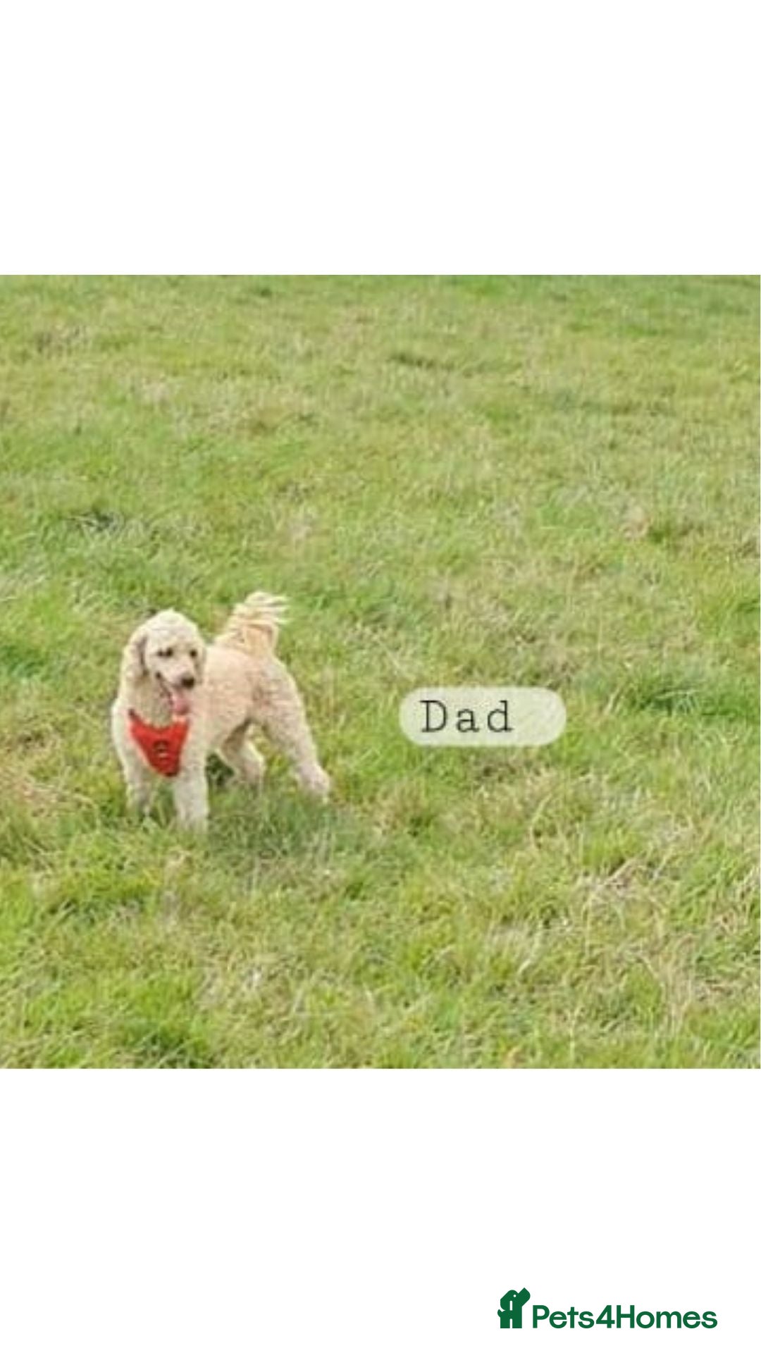 Sproodle dogs for sale: 2nd generation 1/4springer 3/4poodle - Image 12