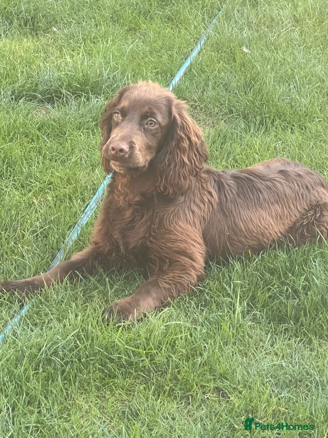 Cocker Spaniel dogs for sale: Kc registered cocker bitch  - Advert 5