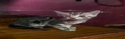 Domestic Shorthair cats for sale: 8 week old kitten in Bedford - Advert 4