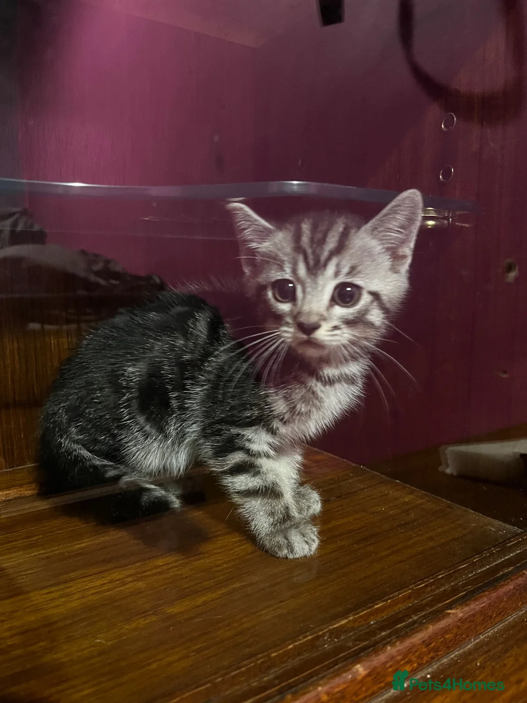 Domestic Shorthair cats for sale: 8 week old kitten in Bedford - Advert 4