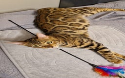 Bengal cats for sale: Beautiful lady ❤️  - Image 14