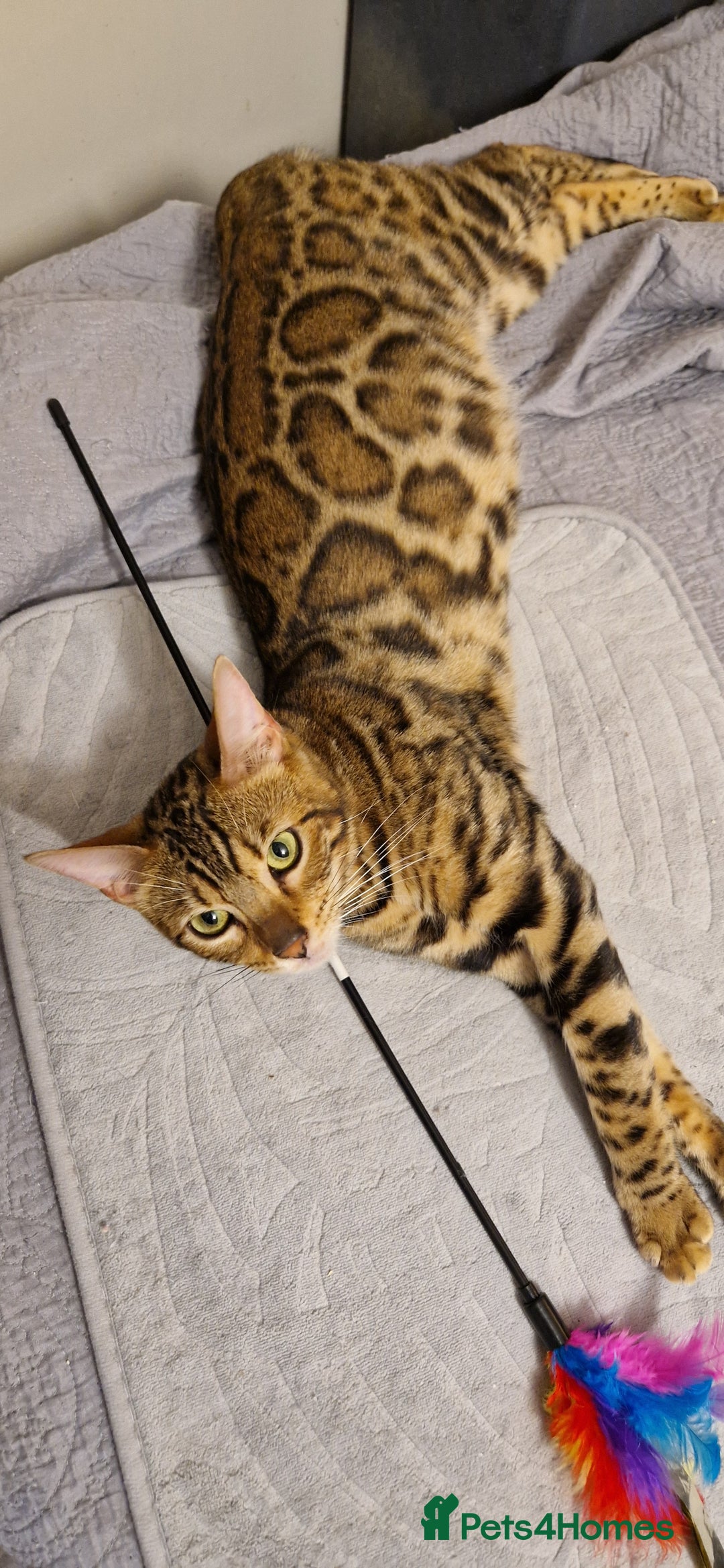 Bengal cats for sale: Beautiful lady ❤️  - Image 14