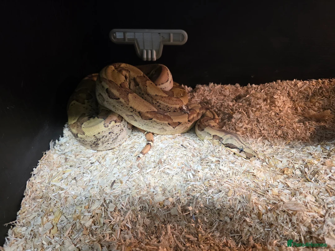 Boa Snake reptiles for sale: Female boa  - Advert 2